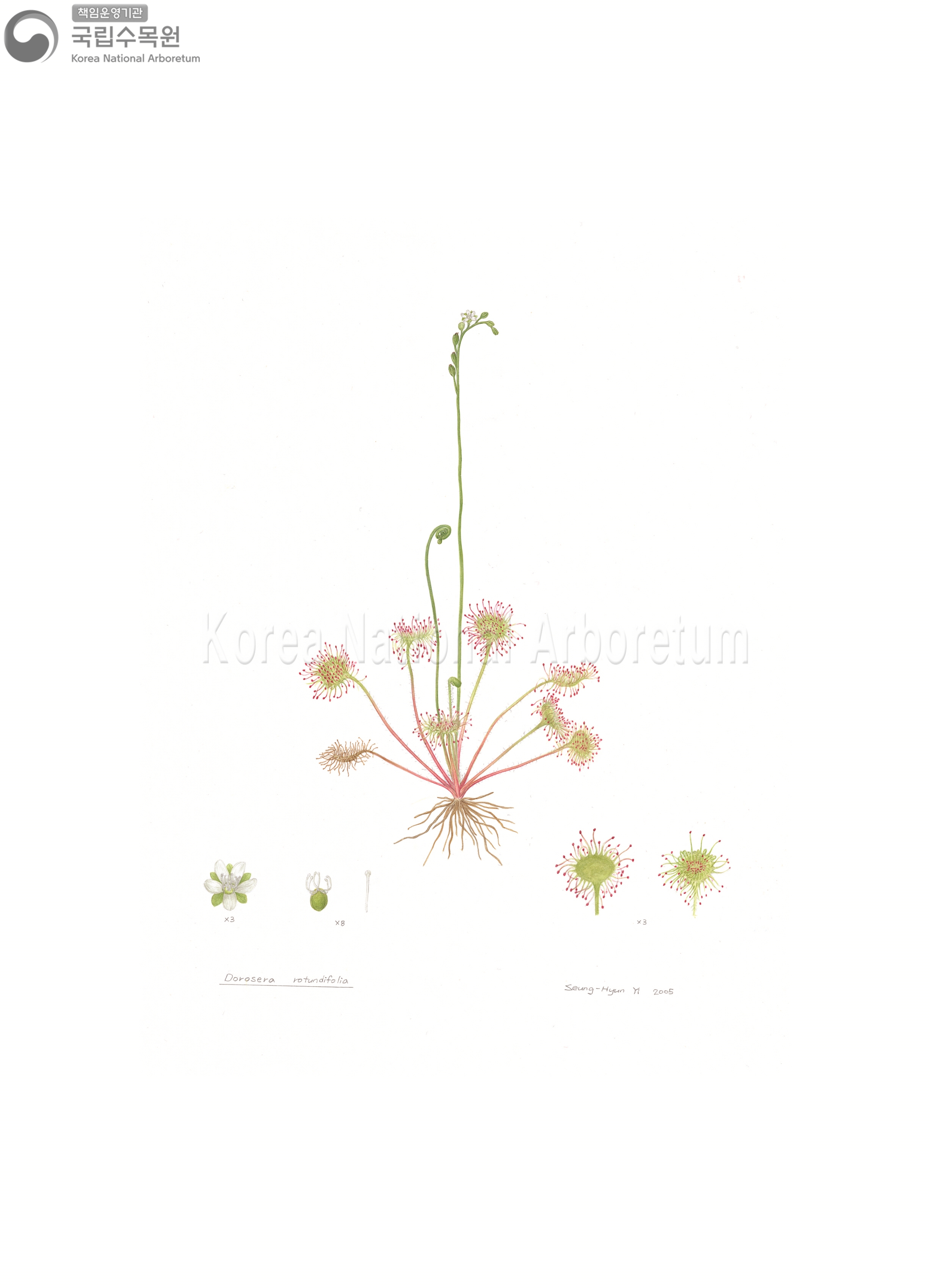 Plant Illustration Detailed View