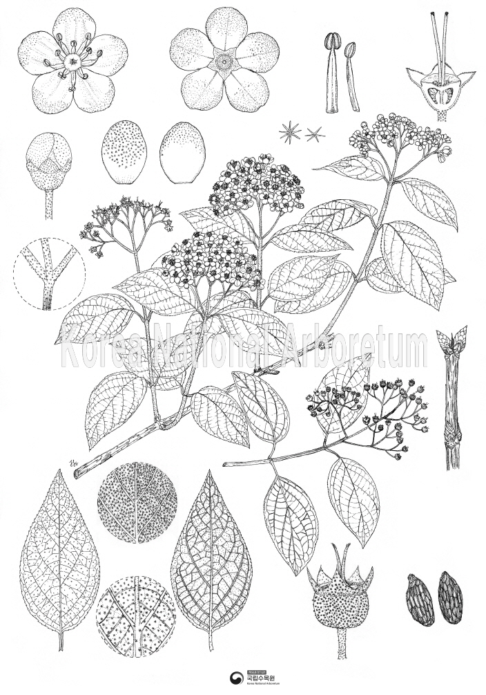 Plant Illustration Detailed View