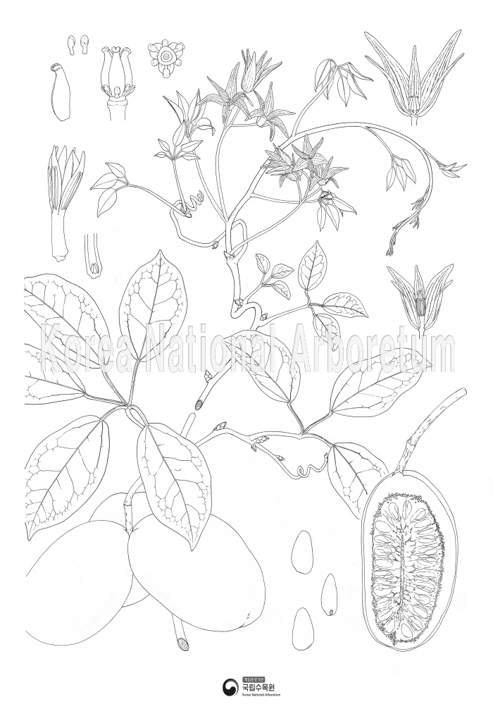 Plant Illustration Detailed View