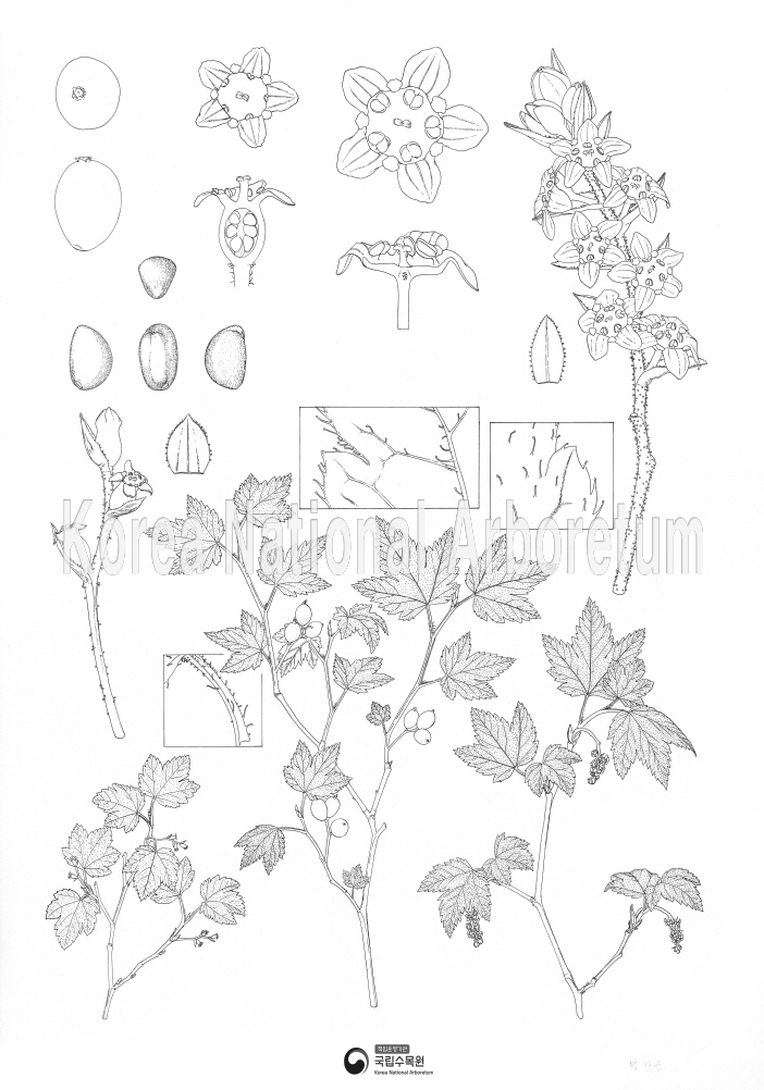 Plant Illustration Detailed View