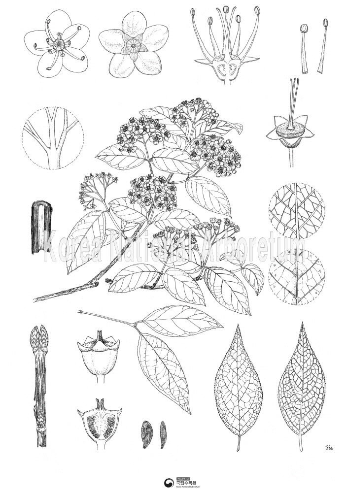 Plant Illustration Detailed View