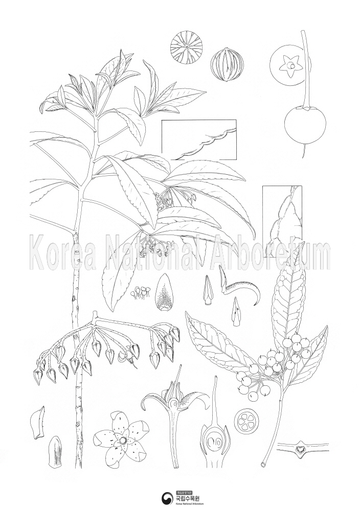 Plant Illustration Detailed View