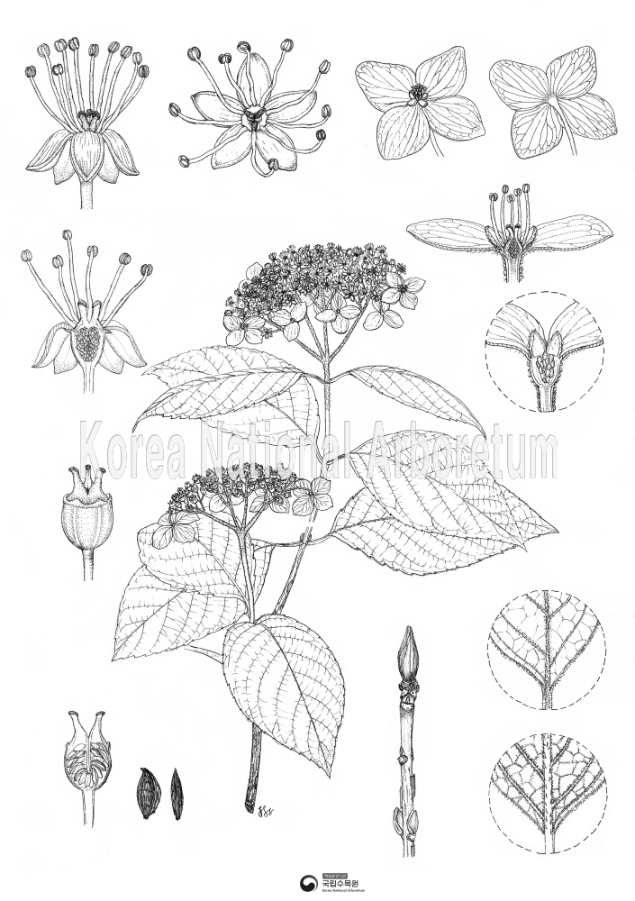 Plant Illustration Detailed View