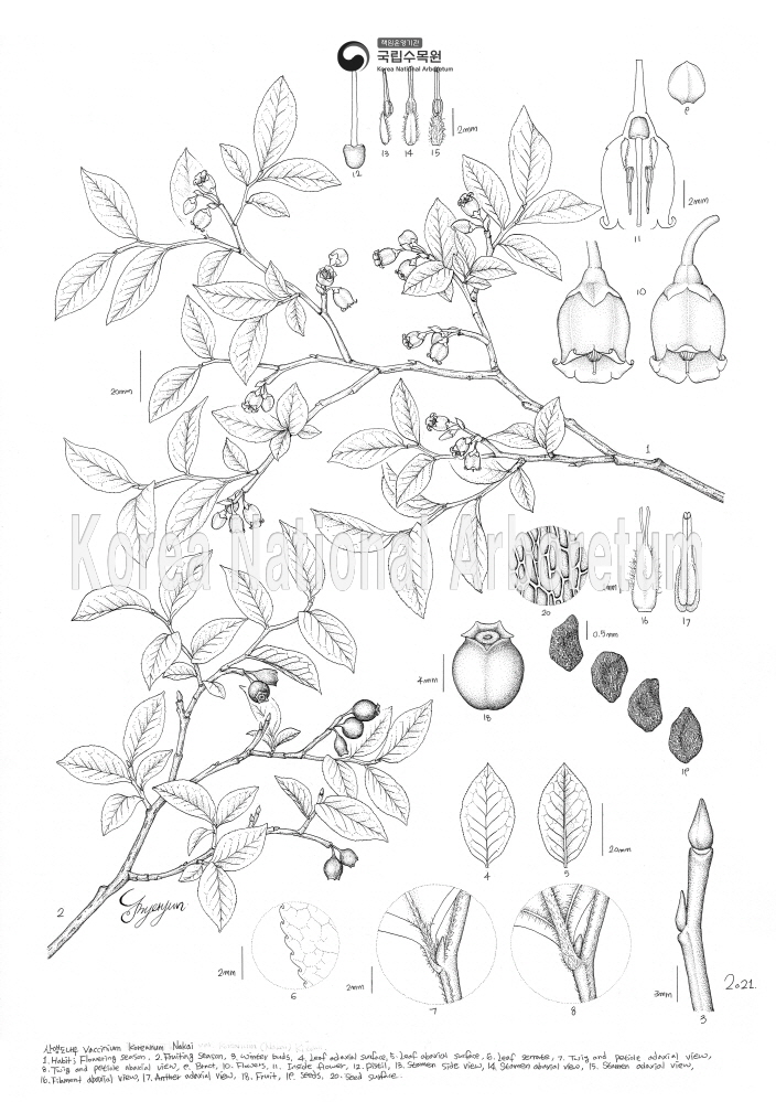 Plant Illustration Detailed View