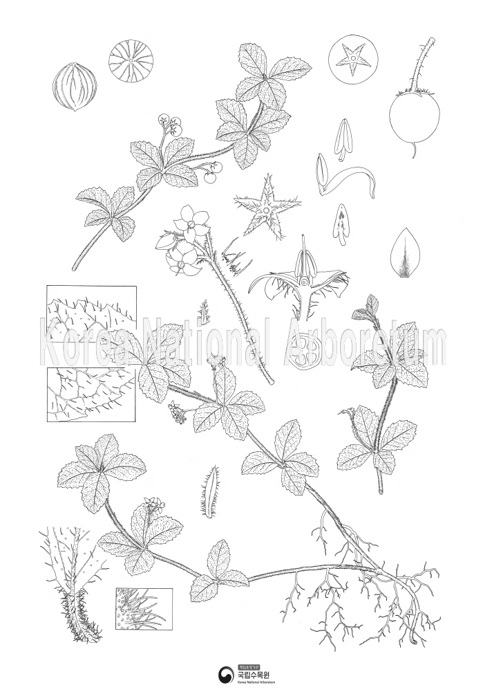 Plant Illustration Detailed View