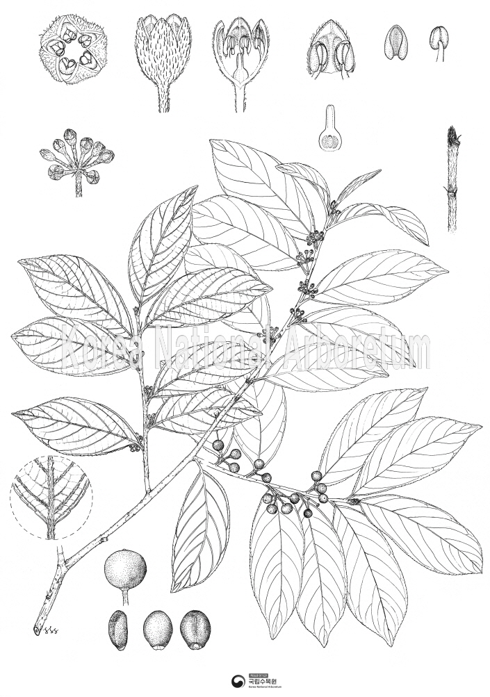 Plant Illustration Detailed View