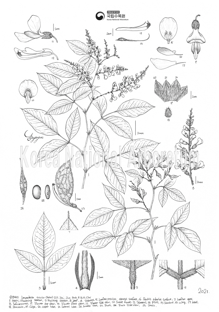 Plant Illustration Detailed View