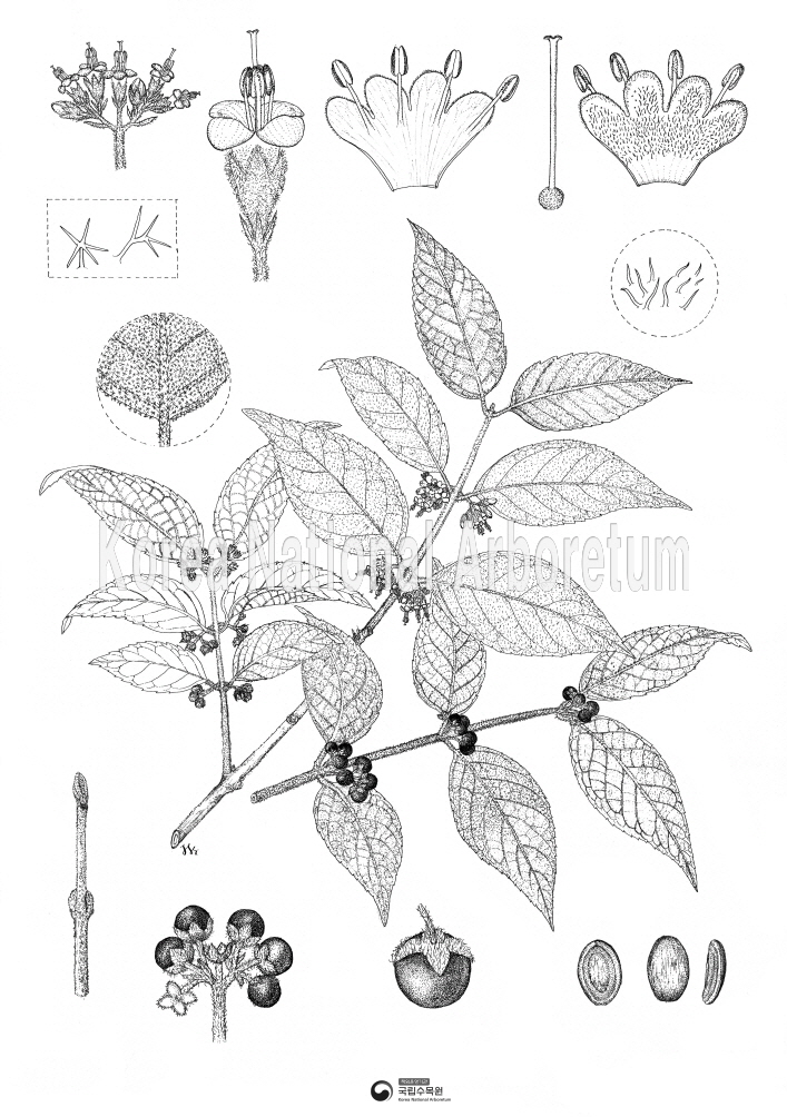 Plant Illustration Detailed View