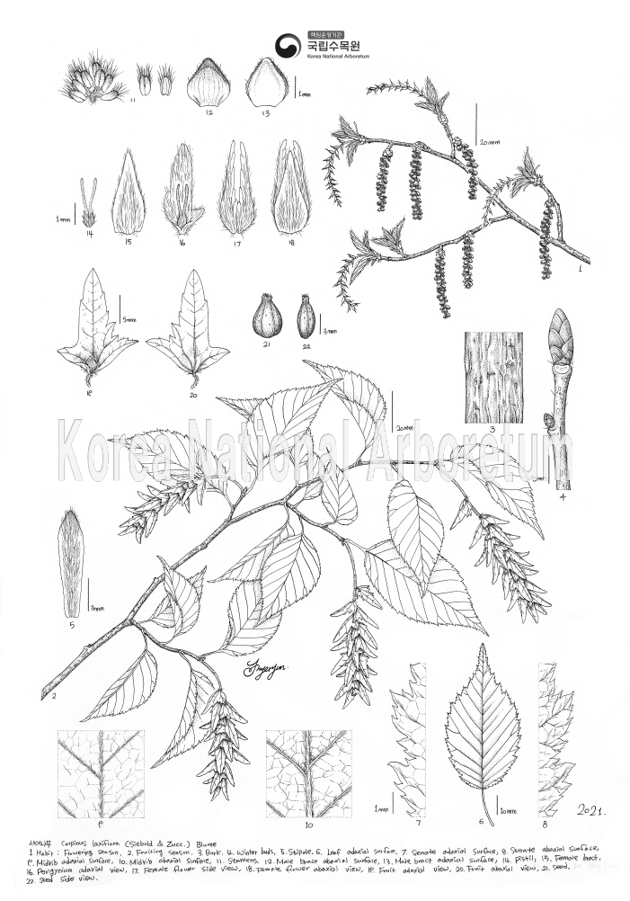 Plant Illustration Detailed View