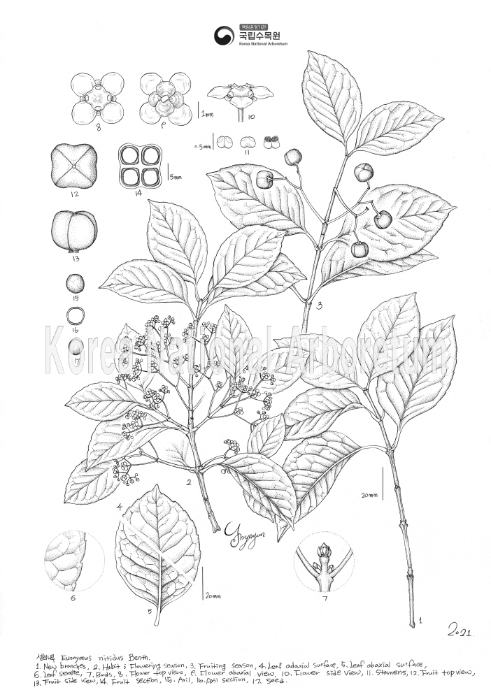 Plant Illustration Detailed View