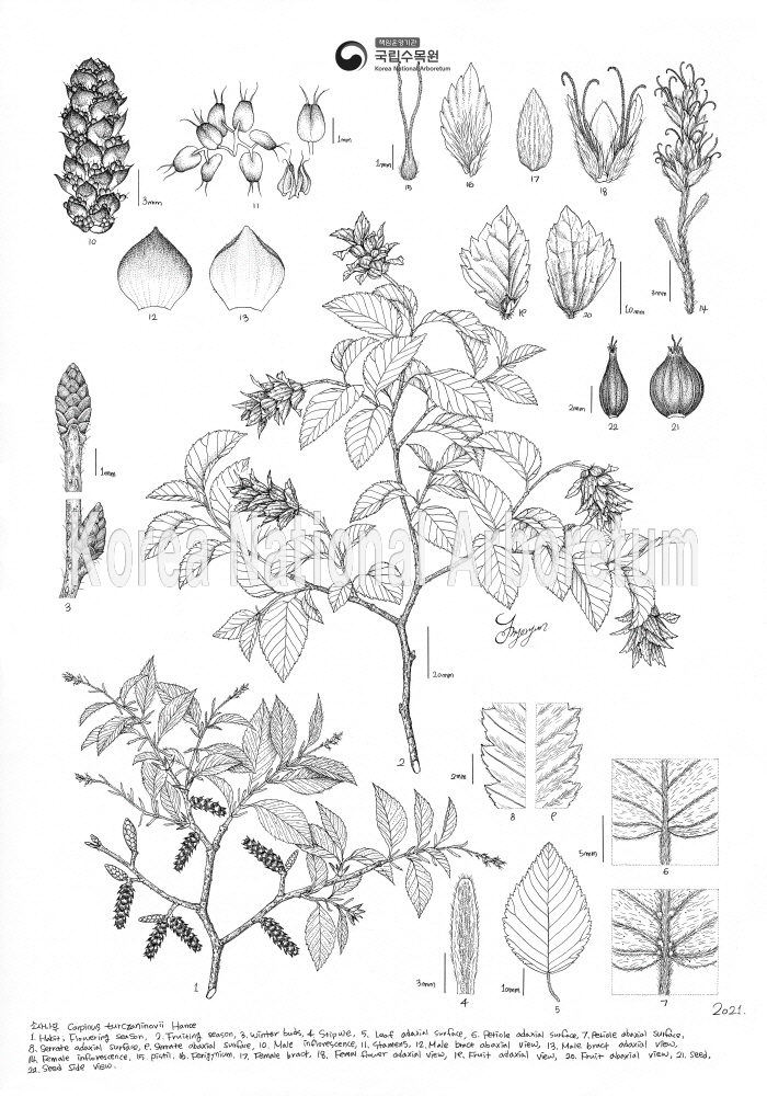 Plant Illustration Detailed View