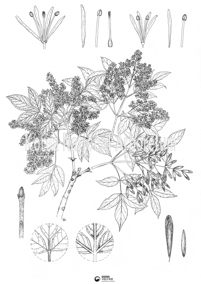 Plant Illustration Detailed View