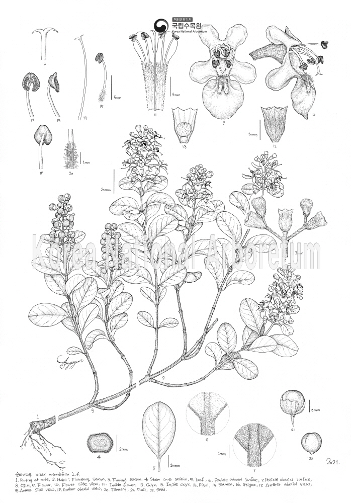 Plant Illustration Detailed View