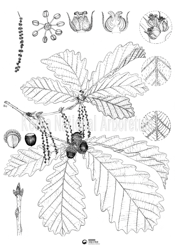 Plant Illustration Detailed View