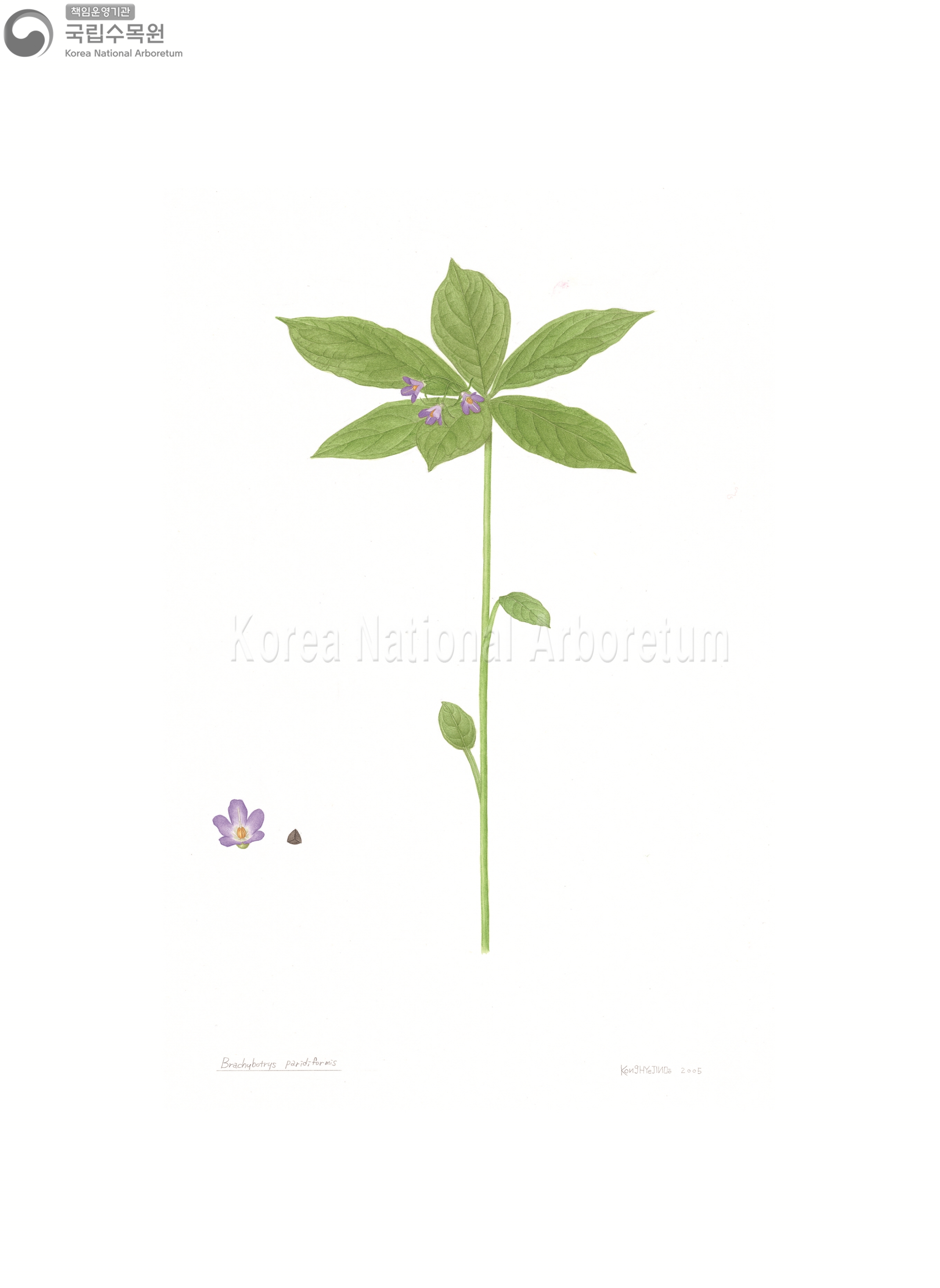 Plant Illustration Detailed View