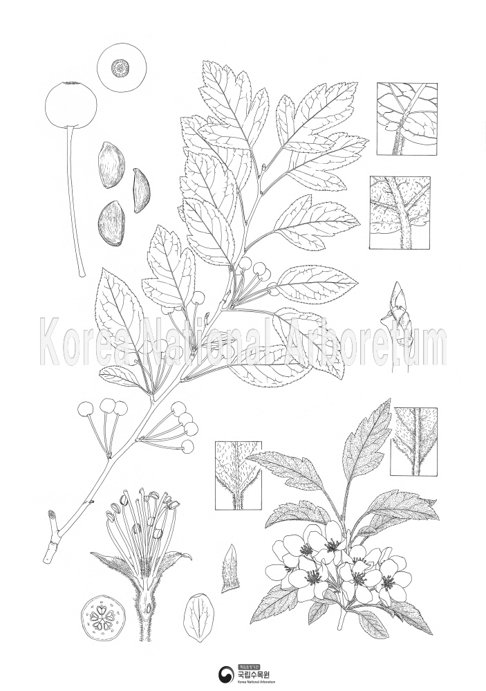 Plant Illustration Detailed View