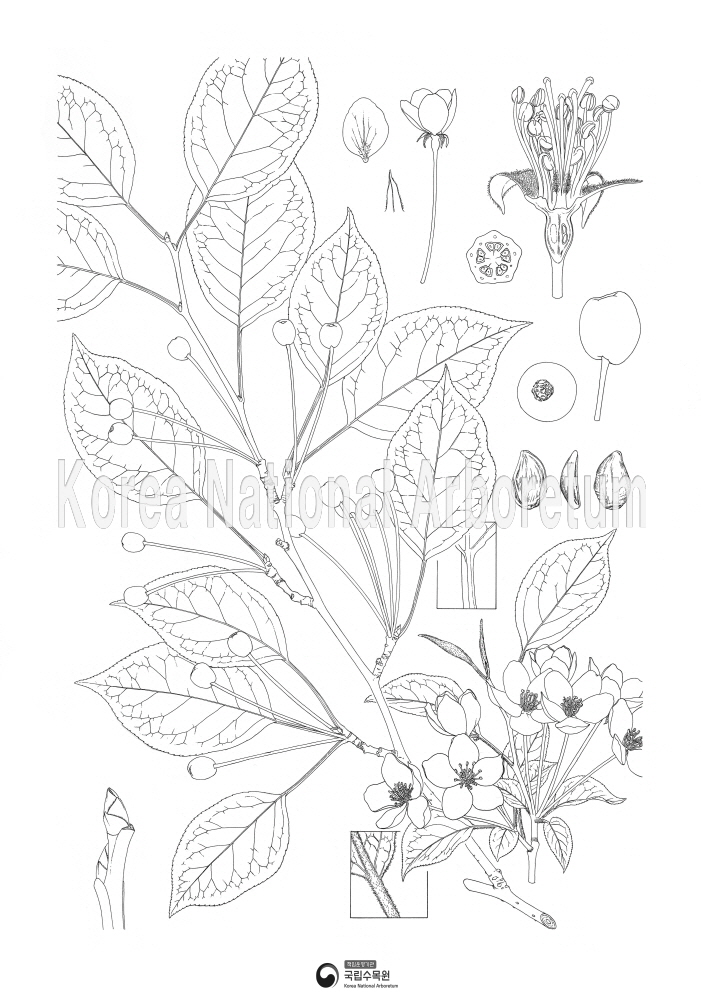 Plant Illustration Detailed View