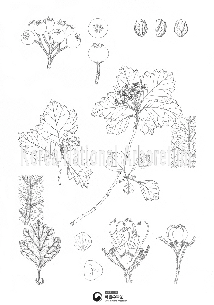 Plant Illustration Detailed View