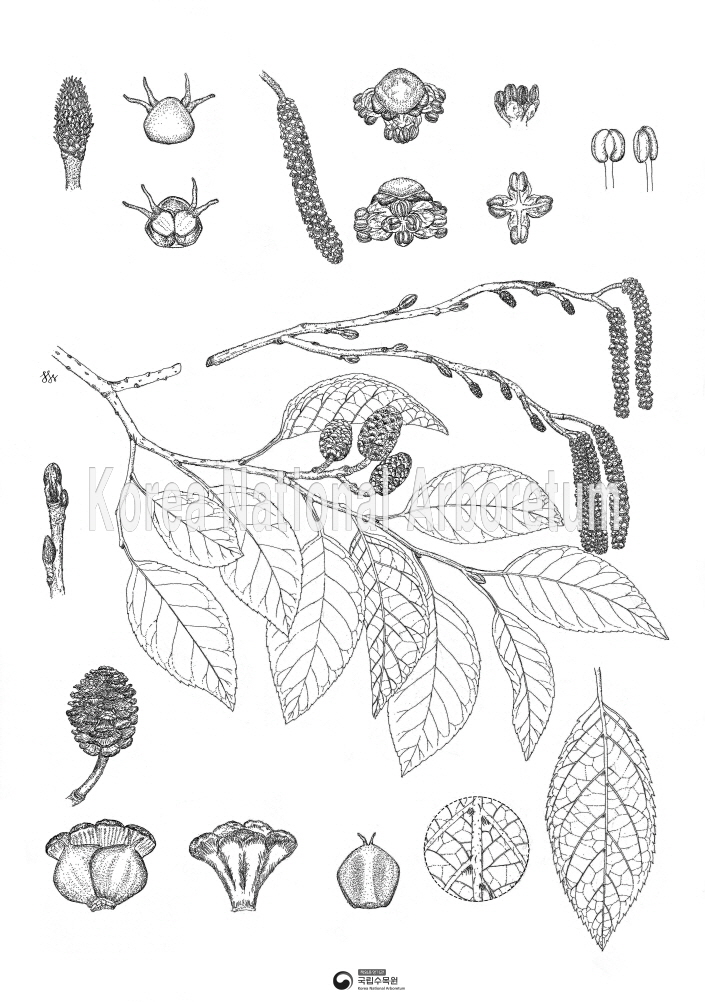 Plant Illustration Detailed View