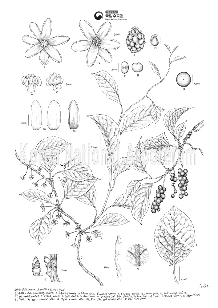 Plant Illustration Detailed View