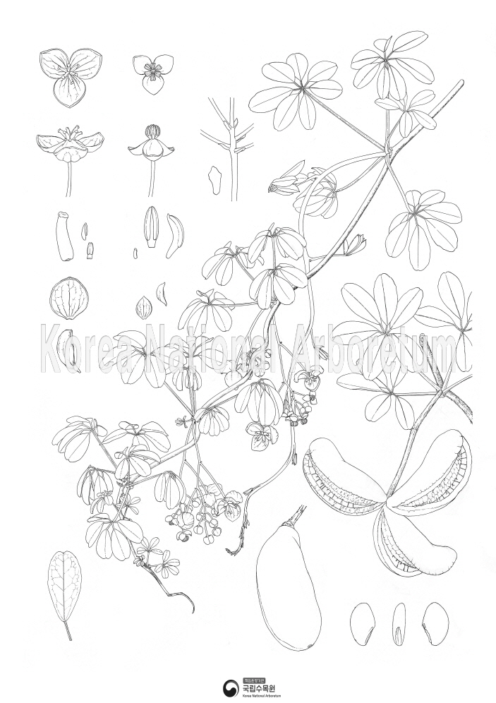 Plant Illustration Detailed View