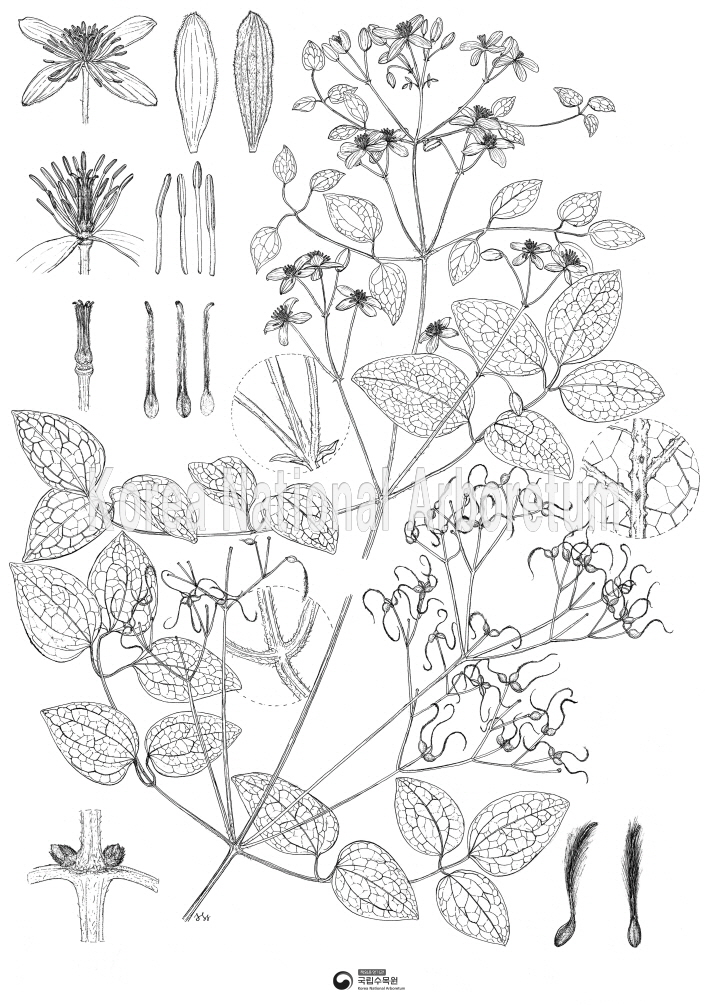 Plant Illustration Detailed View