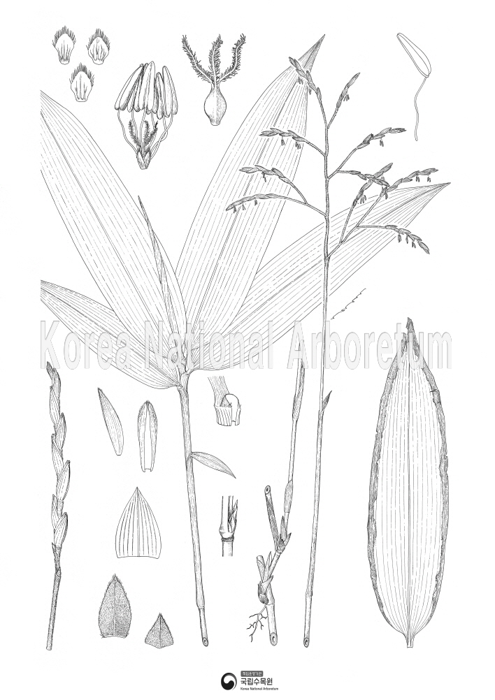 Plant Illustration Detailed View