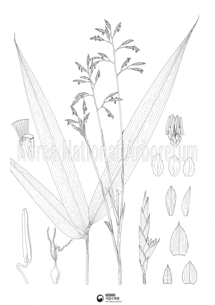 Plant Illustration Detailed View