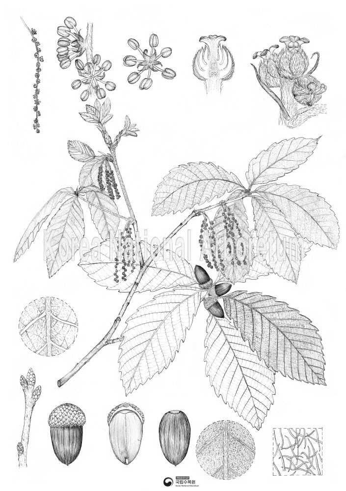 Plant Illustration Detailed View