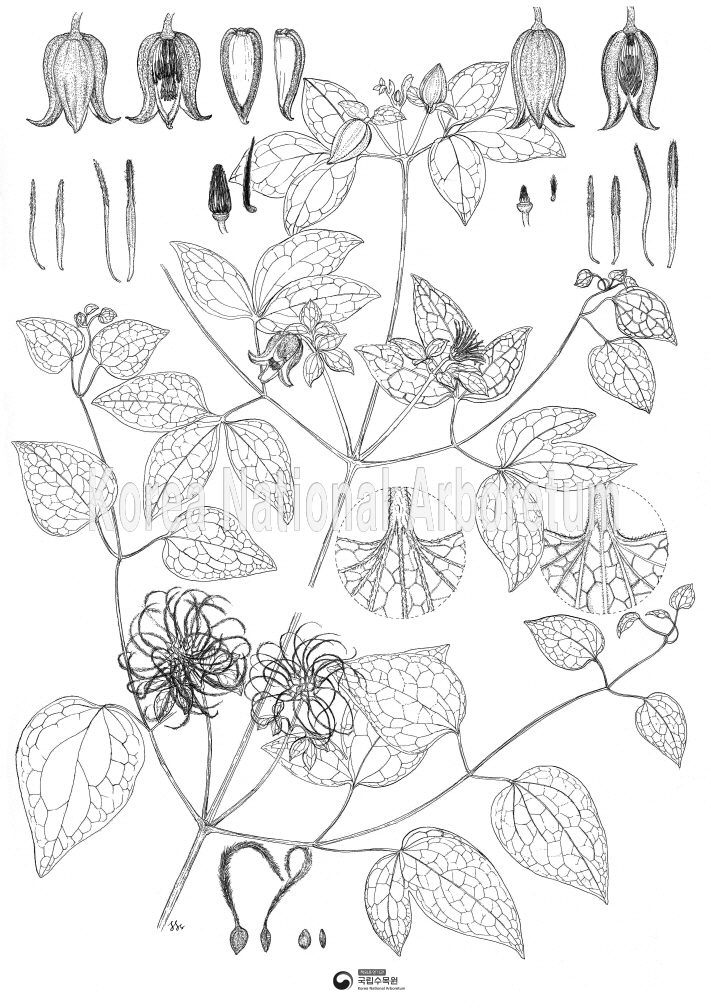 Plant Illustration Detailed View