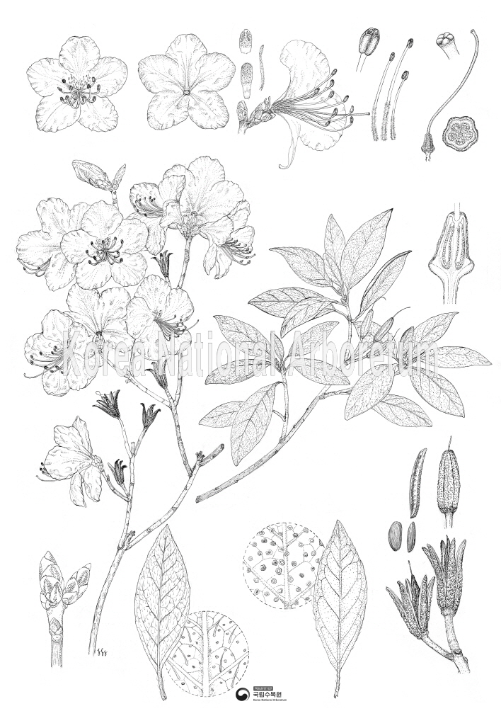 Plant Illustration Detailed View