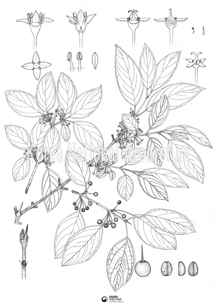 Plant Illustration Detailed View