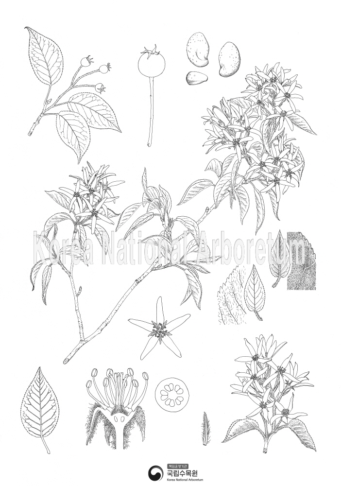 Plant Illustration Detailed View