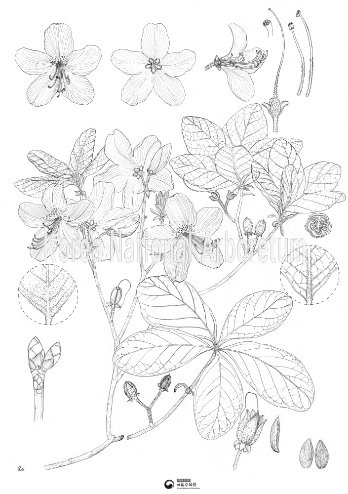 Plant Illustration Detailed View