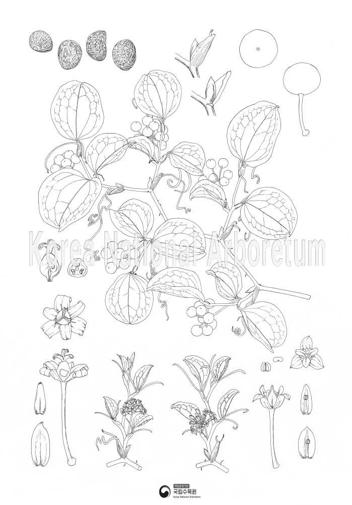 Plant Illustration Detailed View