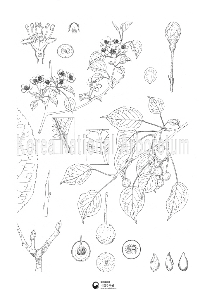 Plant Illustration Detailed View