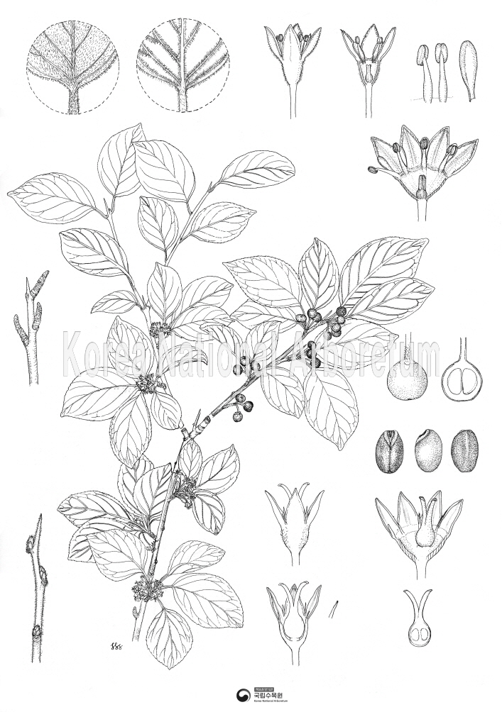 Plant Illustration Detailed View