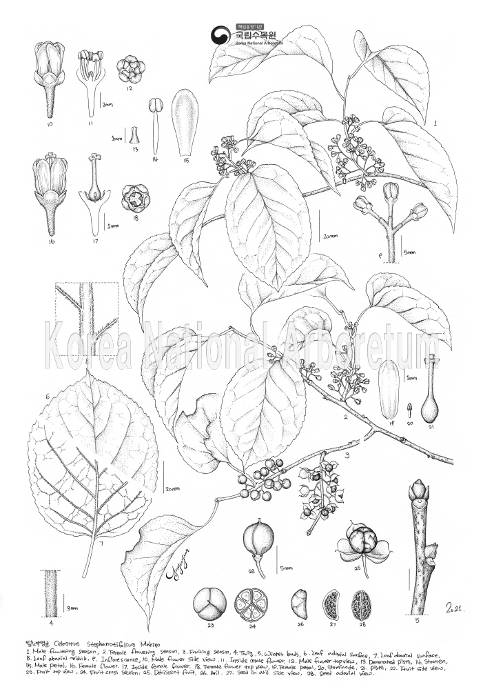 Plant Illustration Detailed View