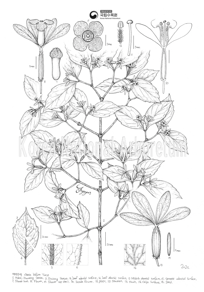 Plant Illustration Detailed View