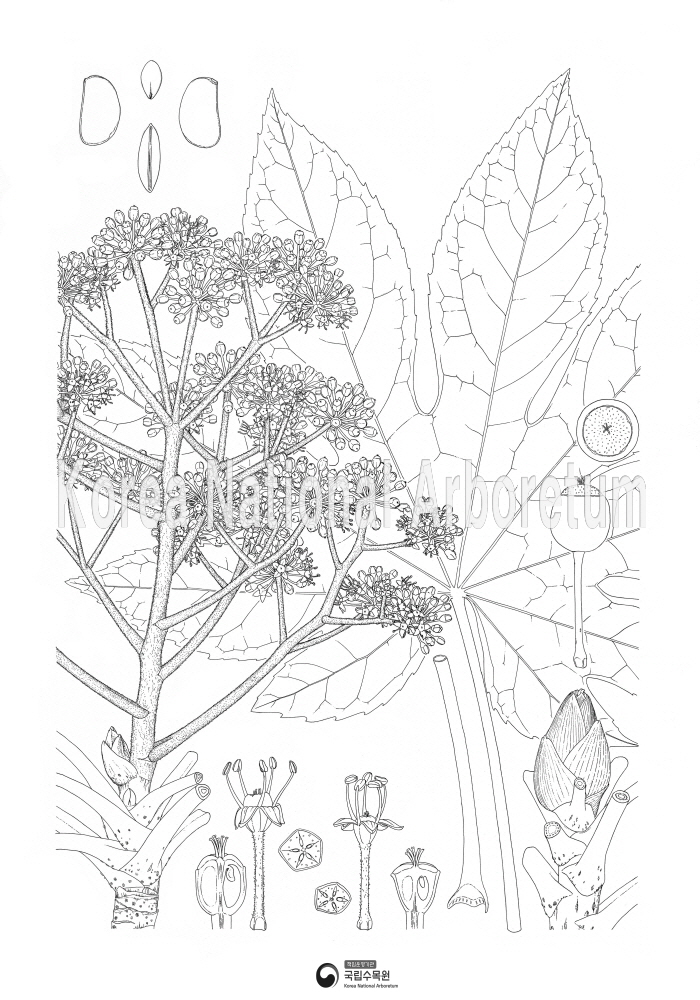 Plant Illustration Detailed View