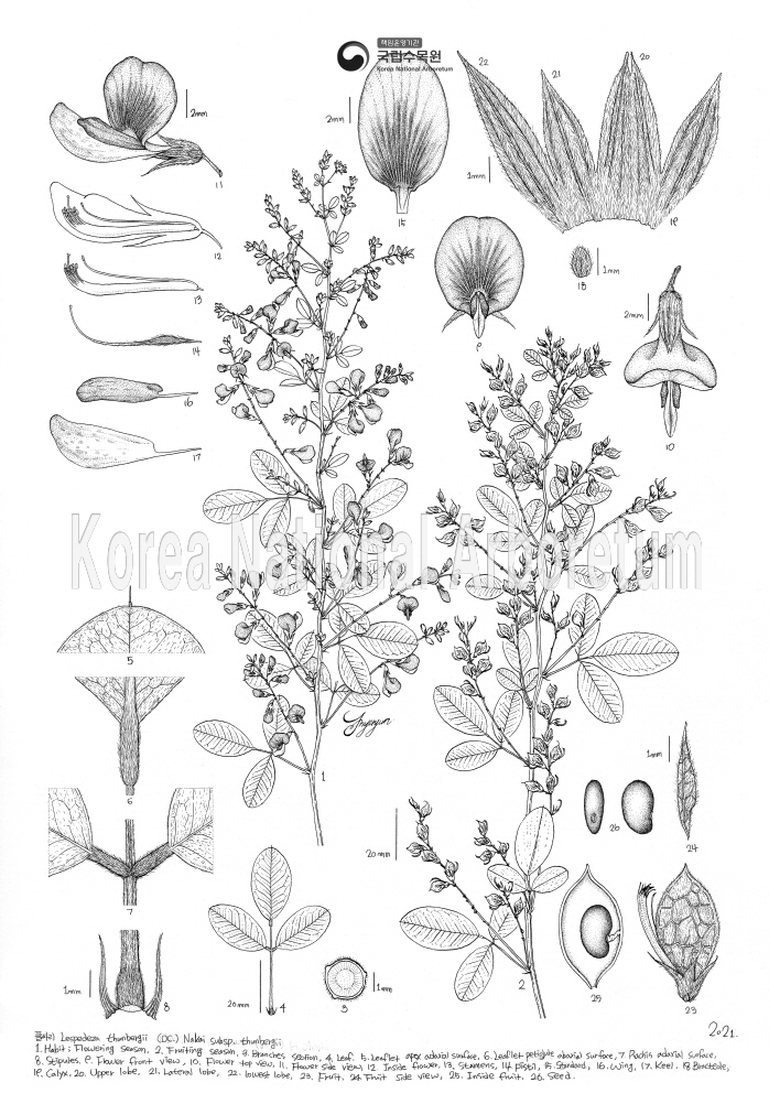 Plant Illustration Detailed View