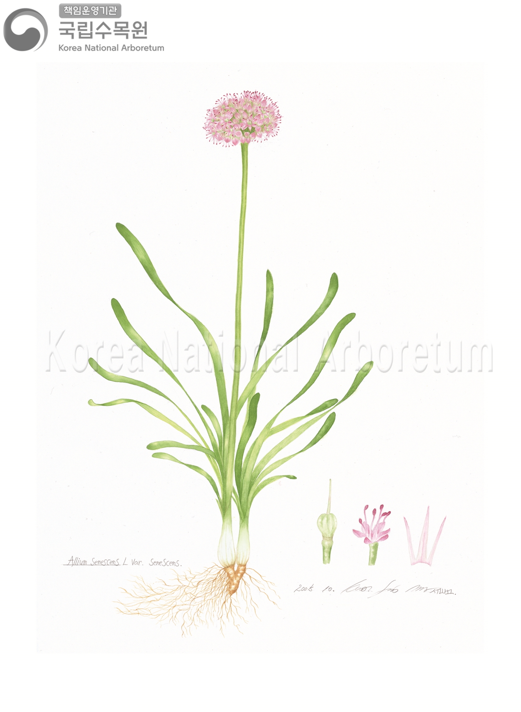 Plant Illustration Detailed View