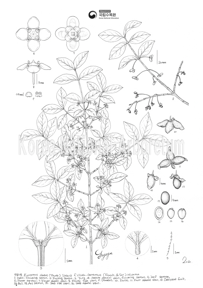 Plant Illustration Detailed View