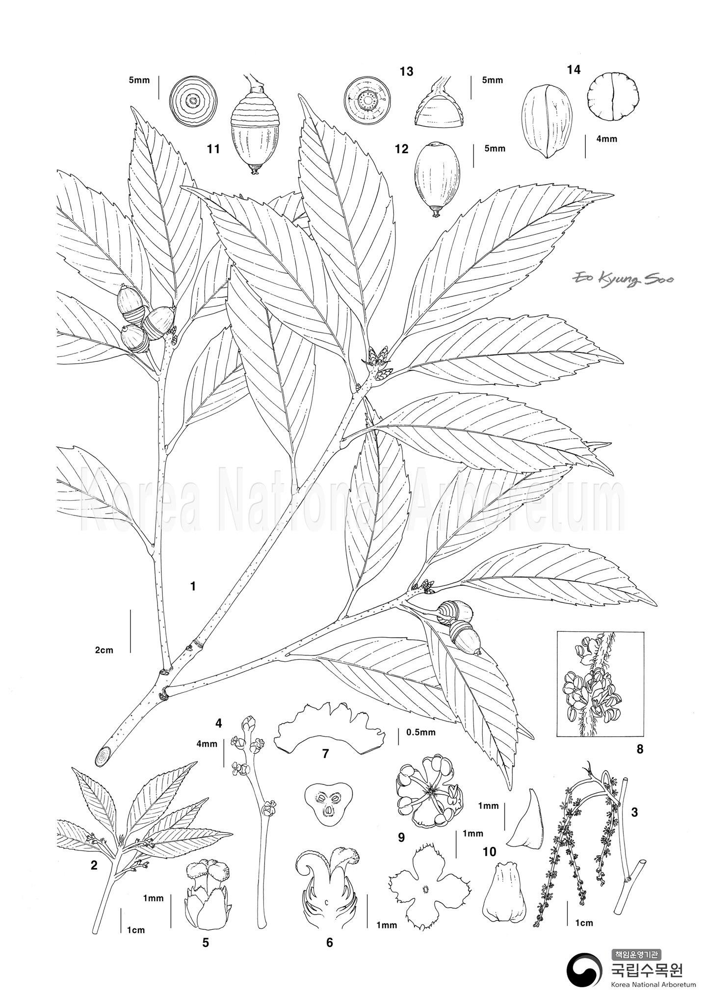 Plant Illustration Detailed View