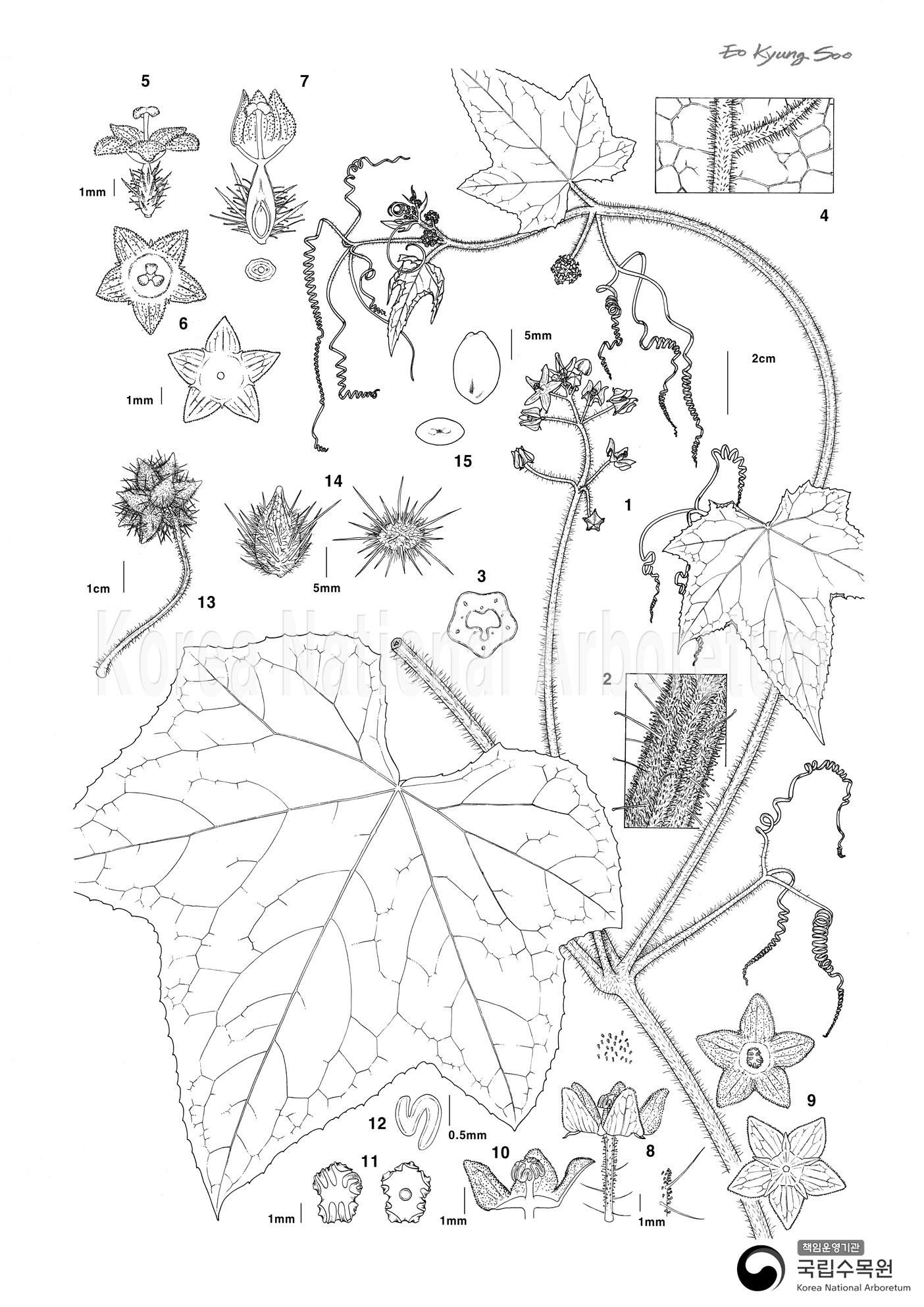 Plant Illustration Detailed View