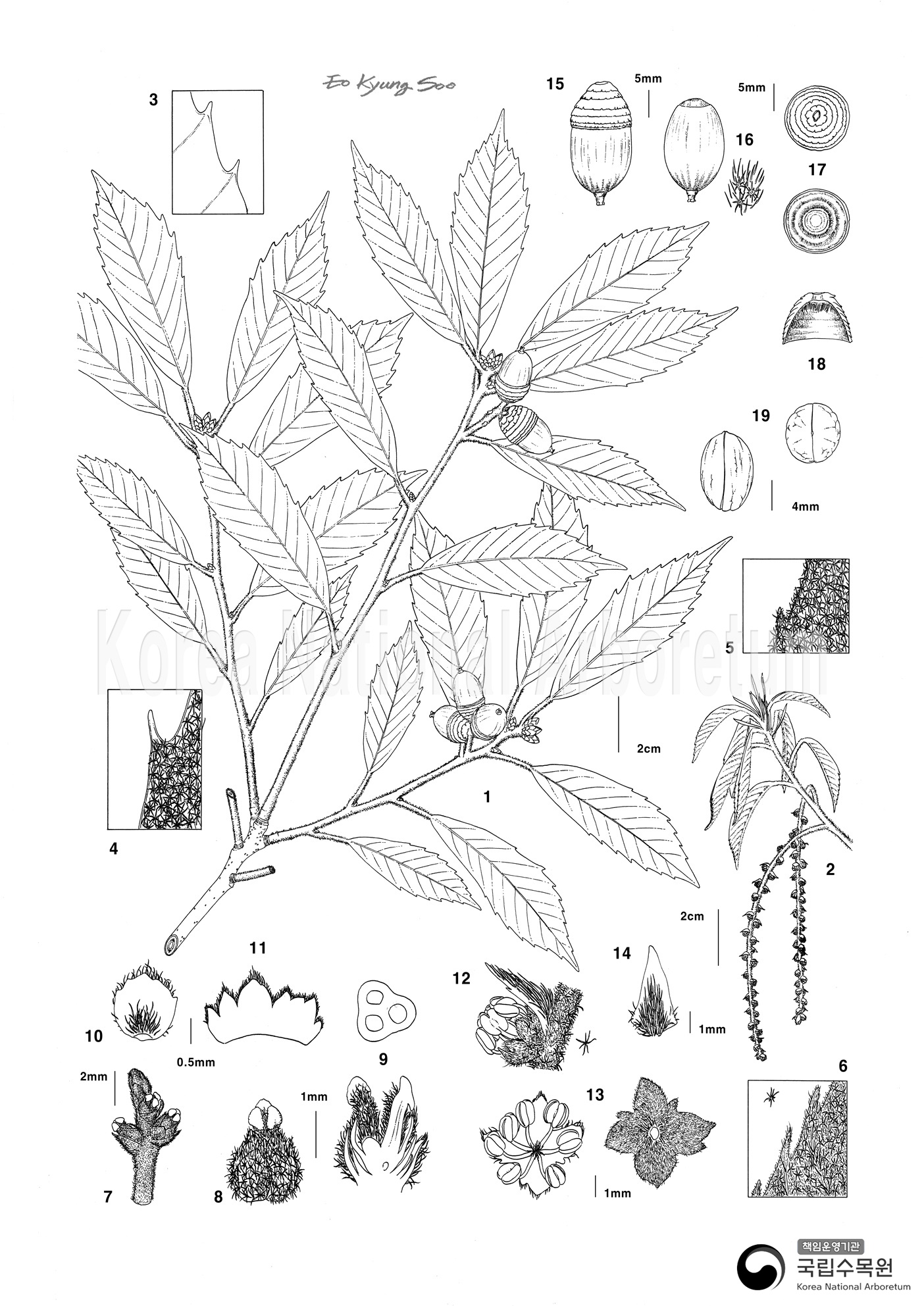 Plant Illustration Detailed View