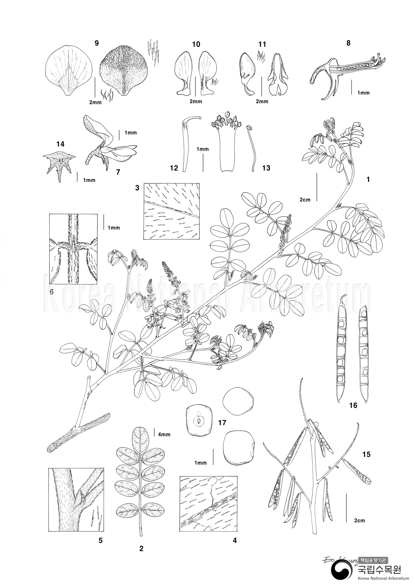 Plant Illustration Detailed View