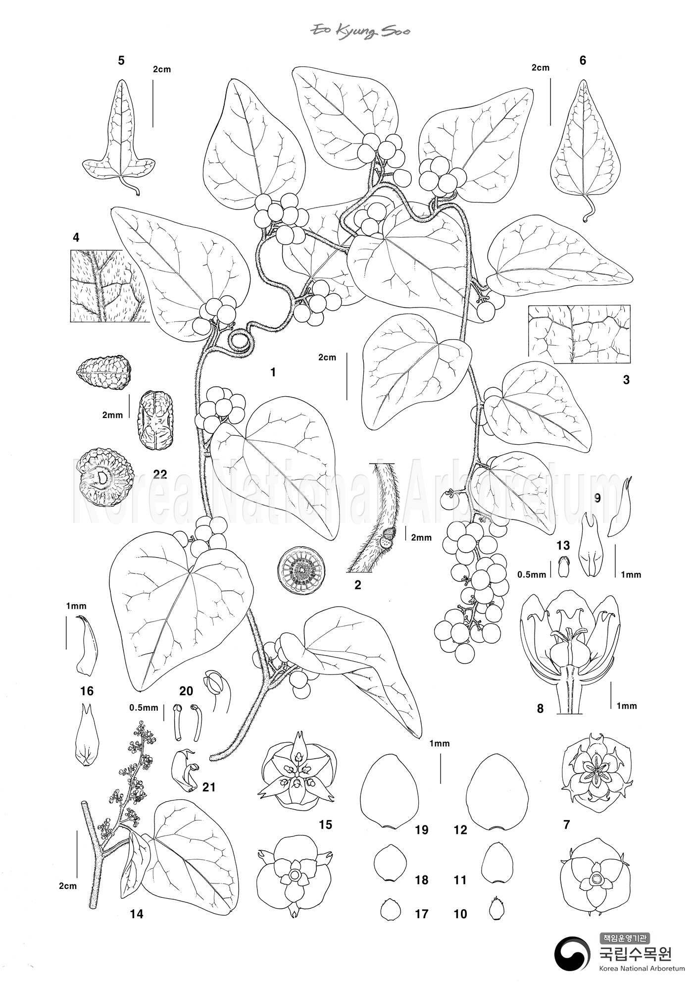 Plant Illustration Detailed View