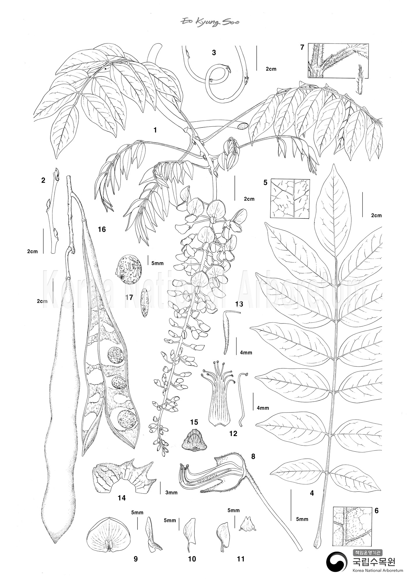 Plant Illustration Detailed View