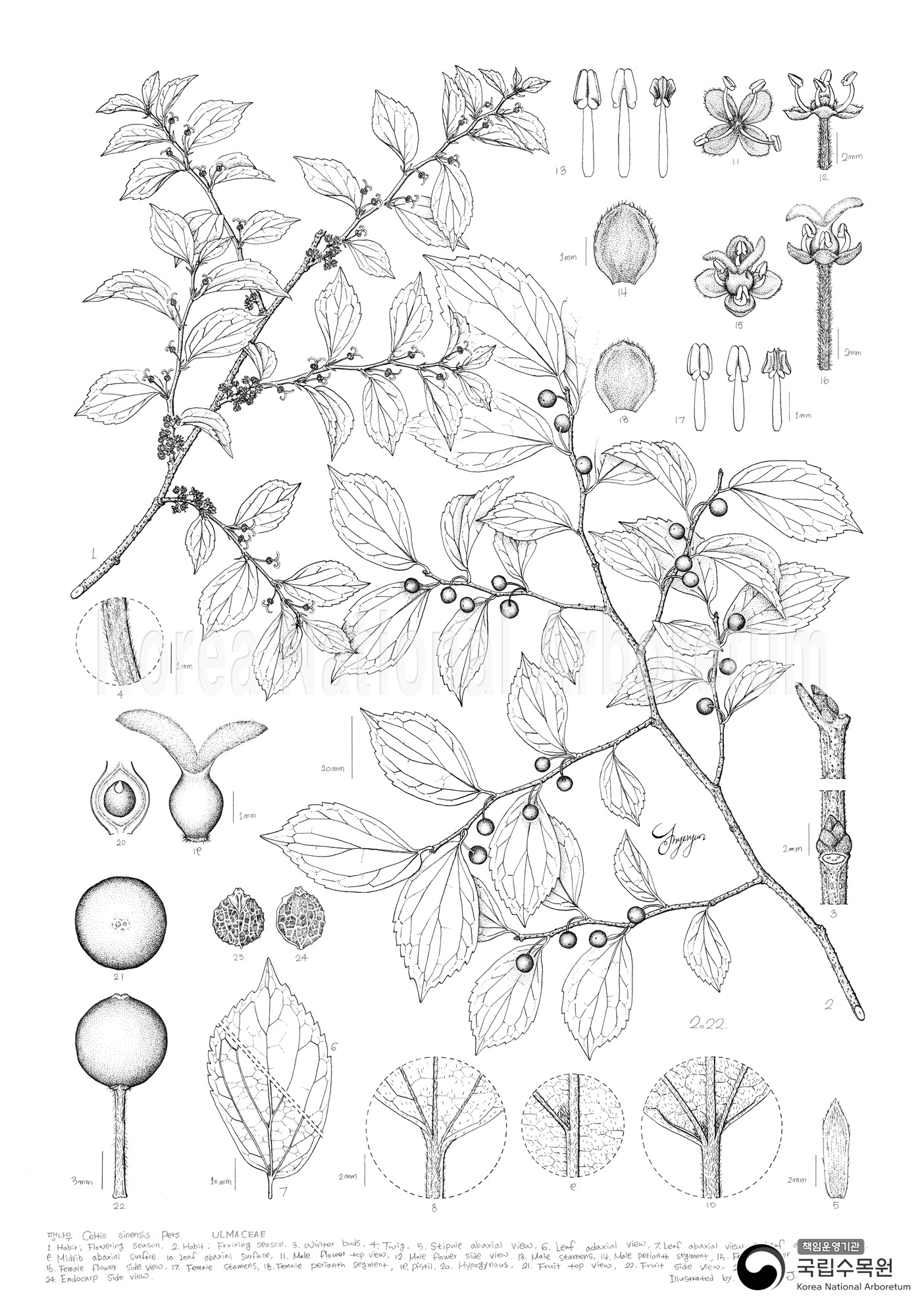 Plant Illustration Detailed View